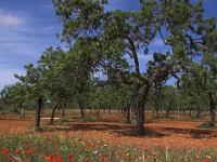 Mohnfeld und Mandelhain